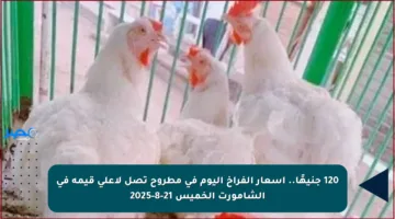 120 جنيهًا.. أسعار الفراخ اليوم في مطروح تصل لأعلى قيمة في الشامورت الخميس 21-8-2025